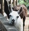 White lama resting its head on a wood fence with a sorrowful gaze