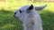 A White Lama Stands in a Zoo on a Sunny Day in Summer