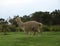 A white lama walking through a sloppy grassfield