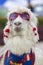 White lama wearing sunglass and a colored scarf, Peru