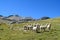 White lamas on green grass in mountain valley