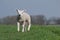 White lamb bleating and running