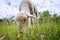 White lamb eating - standing on the grass