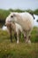 White lamb in a flock on green pasture