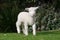 White lamb on the grass