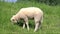 White lamb grazing on