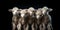 White lamb isolated on black background. cute portrait of a fluffy sheep, Close-up of a young sheep looking at camera