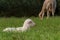 White lamb lies in the grass