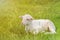 White lamb lies in the grass meadow