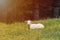 White lamb lies in the grass meadow