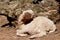 A white lamb lying on a rock