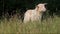 White lamb in the nature in grass