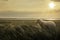White lamb in tall grass at sunrise on Sylt island