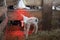 White lamb under heat lamp in barn of organic farm in holland