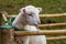 A white lamb under special nourishing program