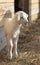 White lamb venturing outside the barn