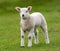 White lamb walking on a lush green grassy field in the bright sunshine of daytime