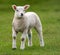 White lamb walking on a lush green grassy field in the bright sunshine of daytime