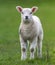 White lamb walking on a lush green grassy field in the bright sunshine of daytime