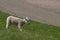 White lamb walking off dike.