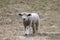 White Lamb Walking in a Pasture