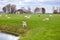 White lambs with sheep on Dutch pastoral