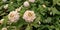 White Lantana Blossoms