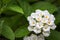 White lantana camara flower