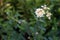 White lantana flower