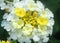 White lantana flower