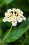 White Lantana flowers