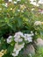 White lantana houseplants with yellow hues in a garden with green leaves