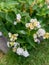 White lantana houseplants with yellow hues in a garden with green leaves