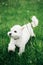 White lap dog running through green grass