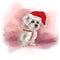 White lapdog. Bichon Frise. Maltese. Cute white puppy posing for the camera. The lapdog smiles.
