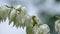 White large bells flowers. Yucca filamentosa. Windy rainy weather in summer