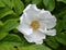 White large flower of a dogrose wrinkled roses wrinkled Rosa rugosa L.