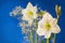 White large-flowered hippeastrum amaryllis  and Gypsophila on a blue background