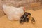 White large homemade country chicken hen with a group of chickens in a barn, close up, farm birds