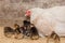 White large homemade country chicken hen with a group of dark chickens in a barn, close up
