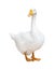 White large isolated goose