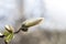 White large magnolia bud with lilac streak and green leaves