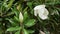 White large magnolia flower on a tree and unopened bud close-up. Lush green foliage