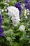 White larkspur flowers, Delphinium elatum