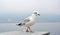 A white larus ridibundus with colorful wings