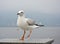 A white larus ridibundus dancing on the platform