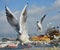 A white Larus ridibundus fly away the platform