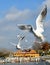 White Larus ridibundus flying on the sky