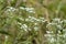 White Late Boneset Wildflower - Late Thoroughwort - Eupatorium serotinum