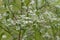 White Late Boneset Wildflower - Late Thoroughwort - Eupatorium serotinum